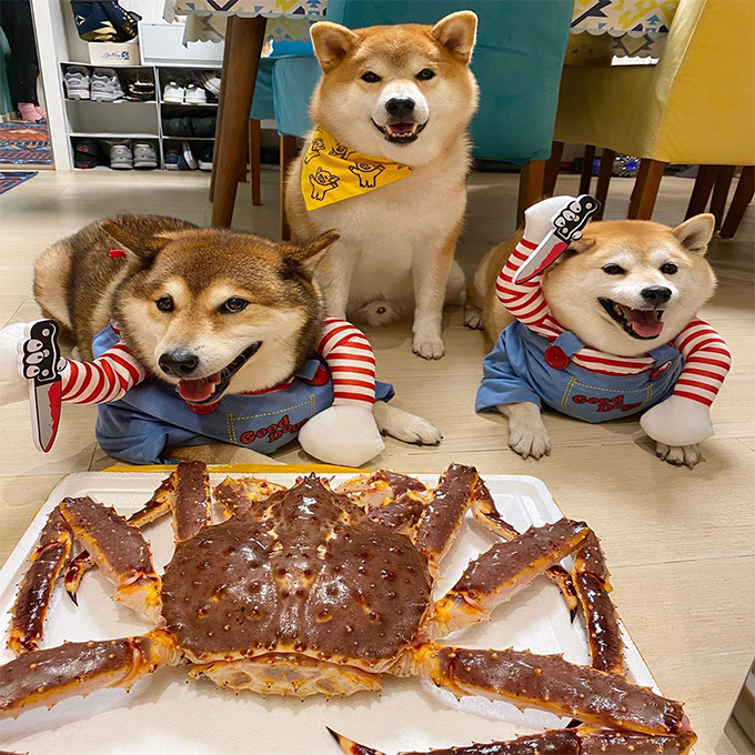 Pet Deadly Doll Dog Costume